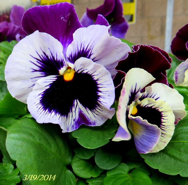 IMG_0001_7060.jpg