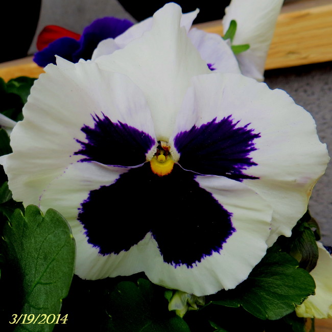 IMG_0001_7061.jpg