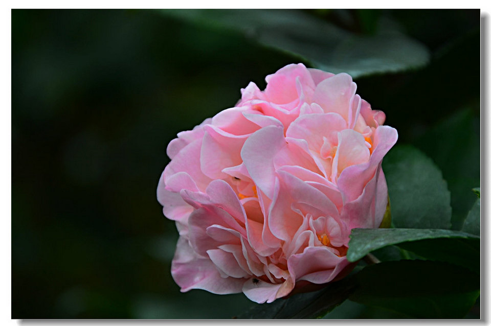 DSC_9080.jpg