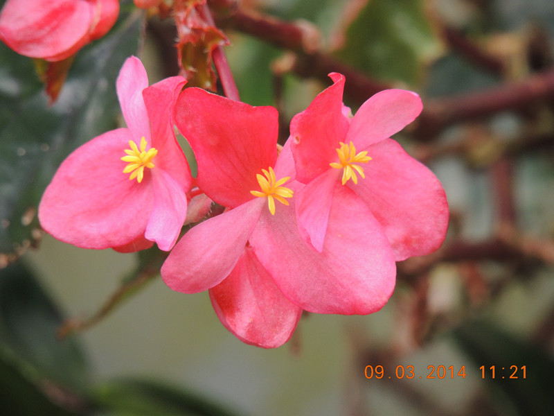 flowers 2014 332_.jpg