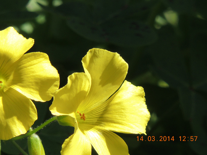 flowers 2014 426_.jpg