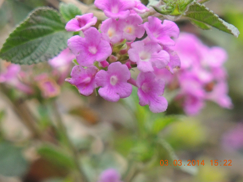 flowers 2014 261_.jpg