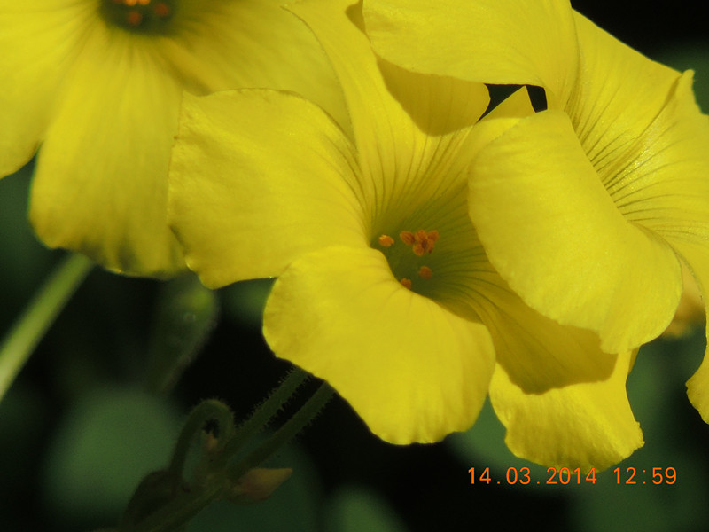flowers 2014 431_.jpg