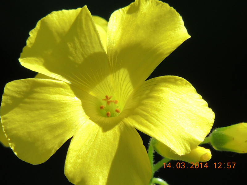 flowers 2014 429_.jpg