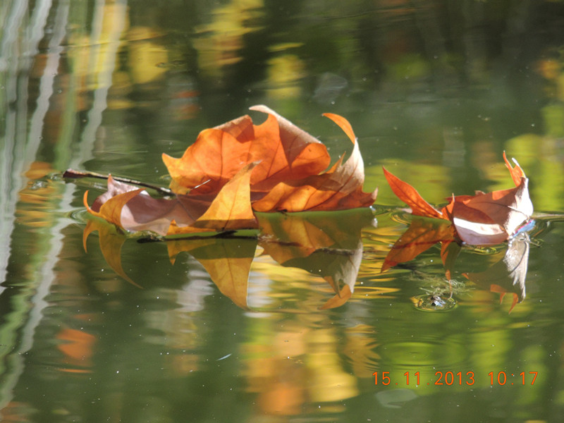 Golden gate park 1036_.jpg