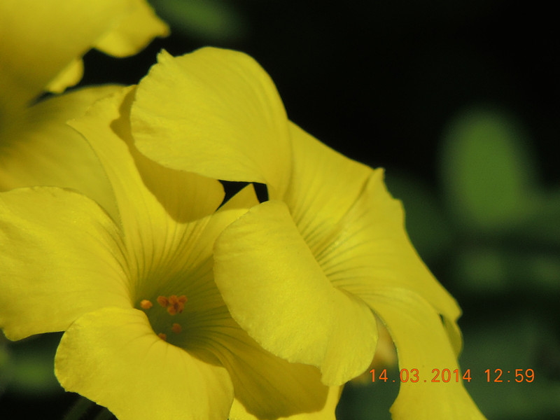 flowers 2014 432_.jpg