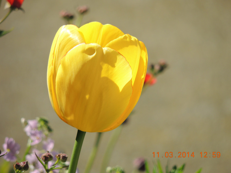 flowers 2014 367_.jpg