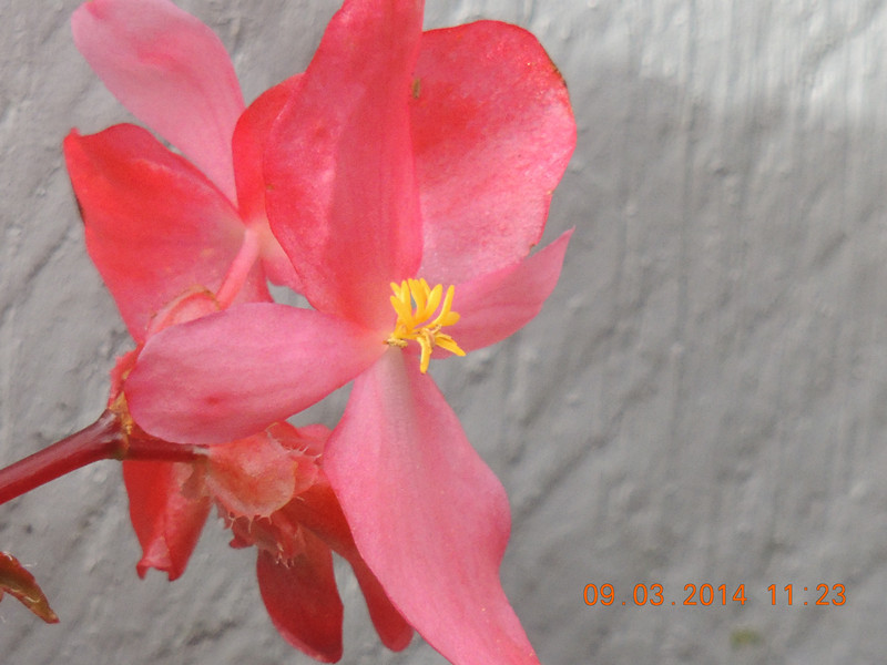 flowers 2014 338_.jpg