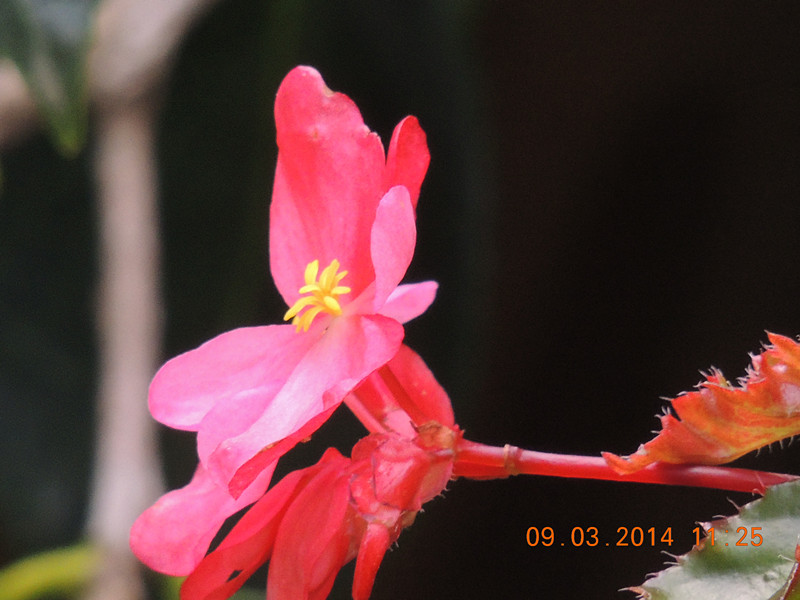 flowers 2014 345_.jpg