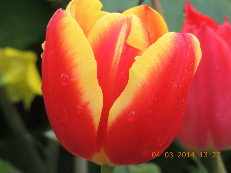 flowers 2014 308_.jpg