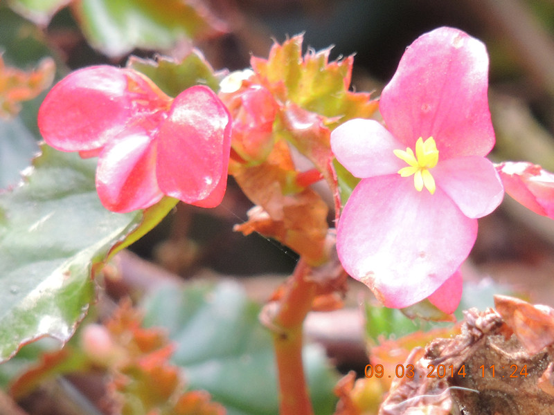 flowers 2014 342_.jpg