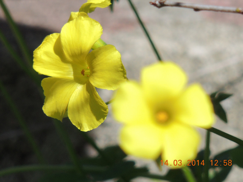 flowers 2014 430_.jpg