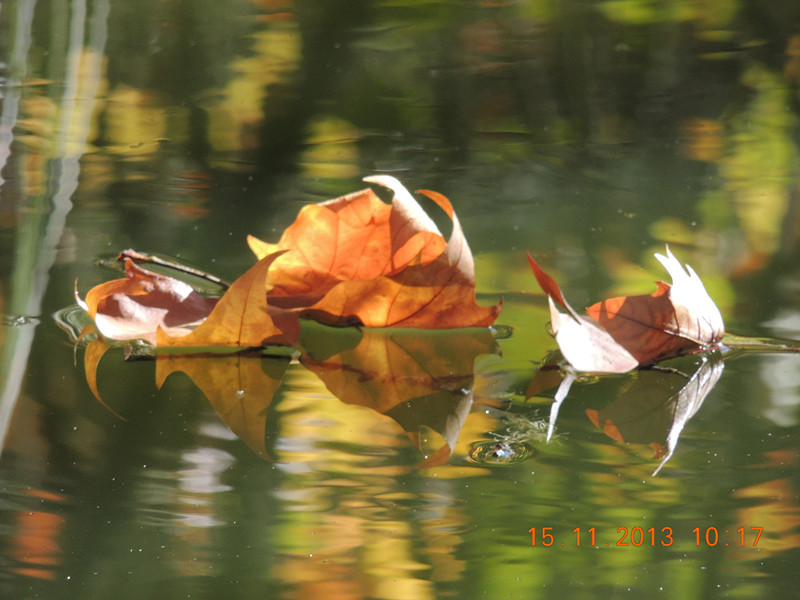 Golden gate park 1035_.jpg