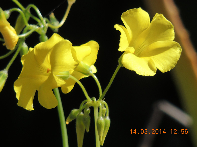 flowers 2014 423_.jpg