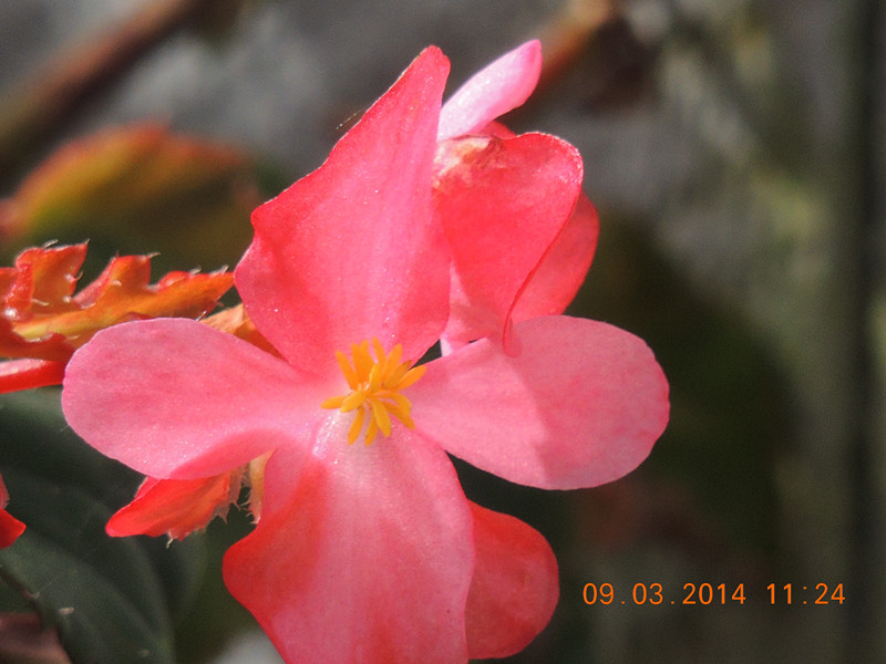 flowers 2014 339_.jpg