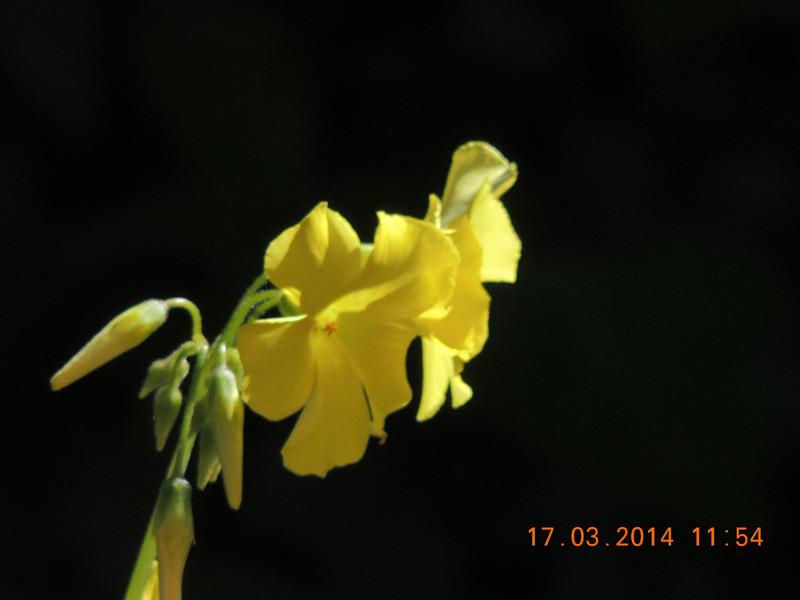 flowers 2014 463_.jpg
