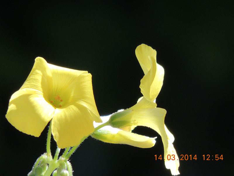 flowers 2014 417_.jpg