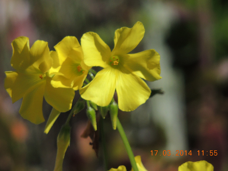 flowers 2014 464_.jpg