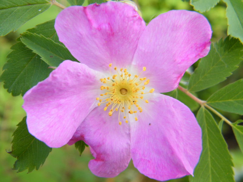 DSCF5001.JPG