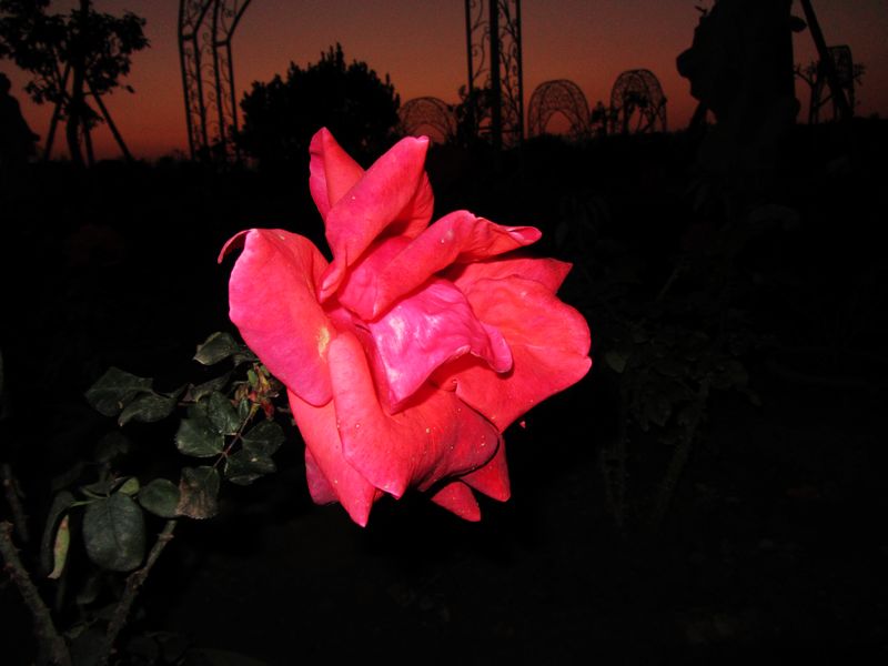 IMG_1087.jpg