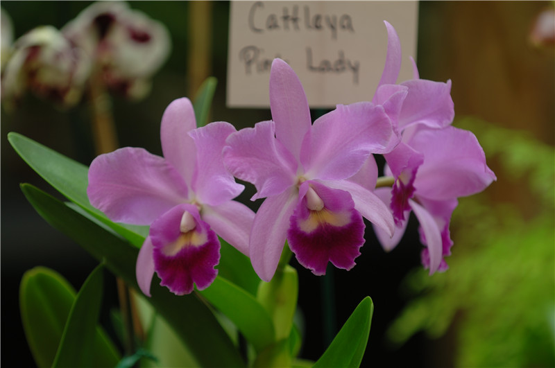 9-15-12 Orchids Show (153).jpg