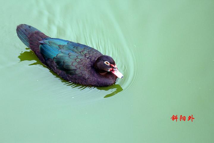_MG_14982014--2--2_.jpg