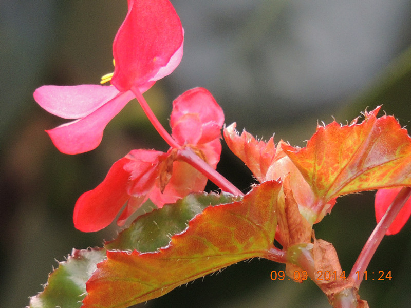 flowers 2014 343_.jpg