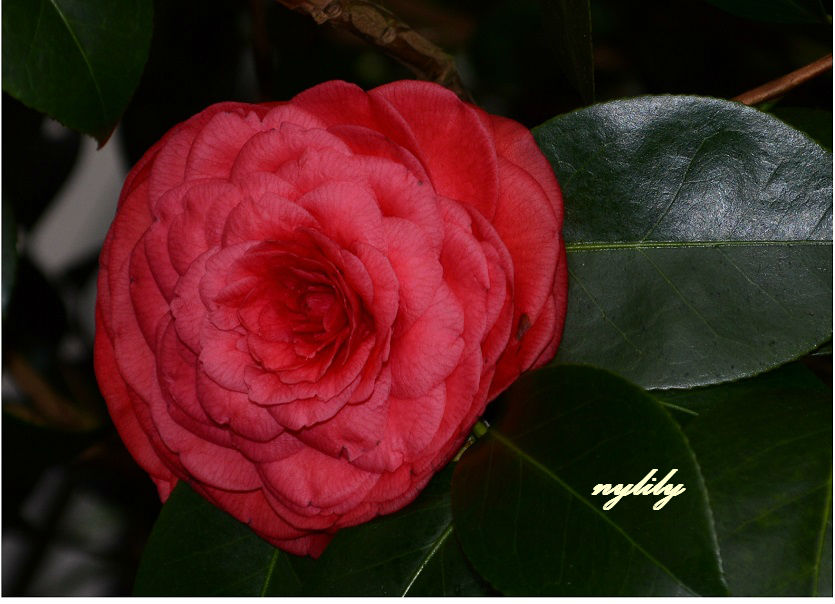 0011g.JPG