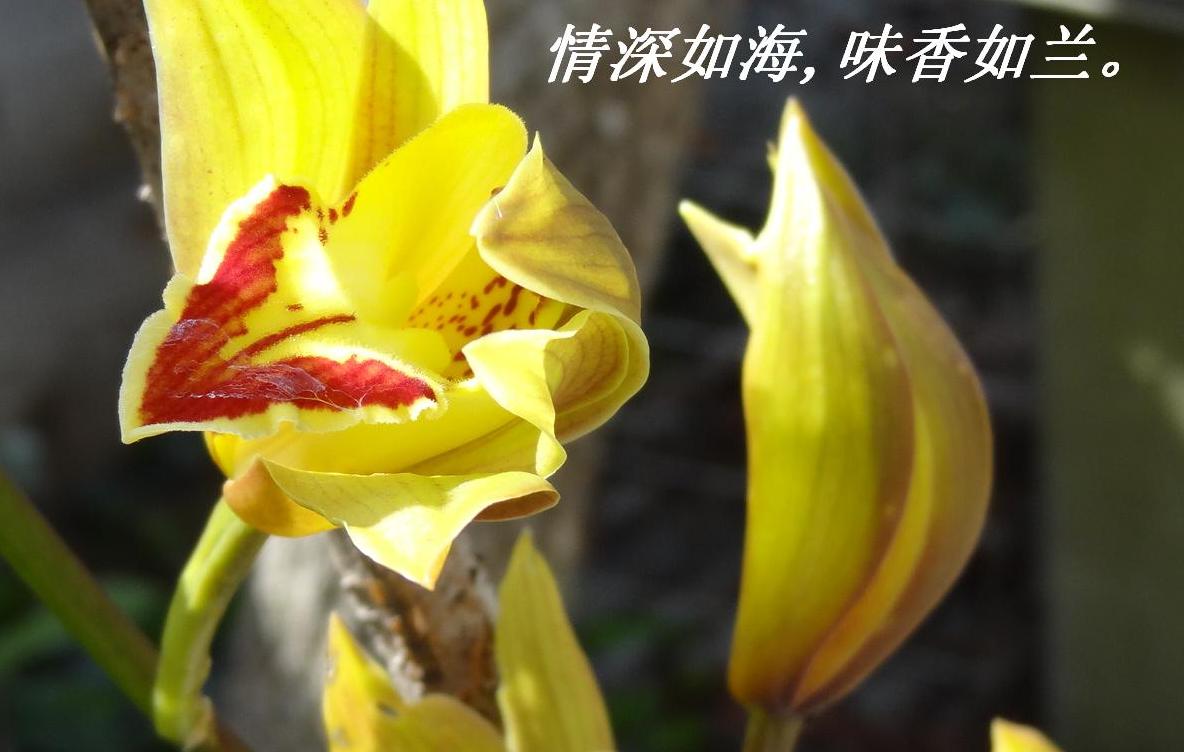 纣,ζ.JPG
