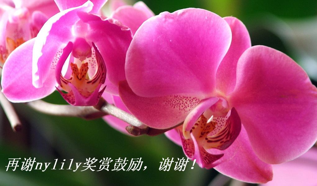 лnylily͹лл.JPG