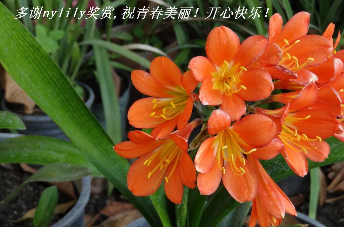 лnylily,ףഺĿ֣.JPG
