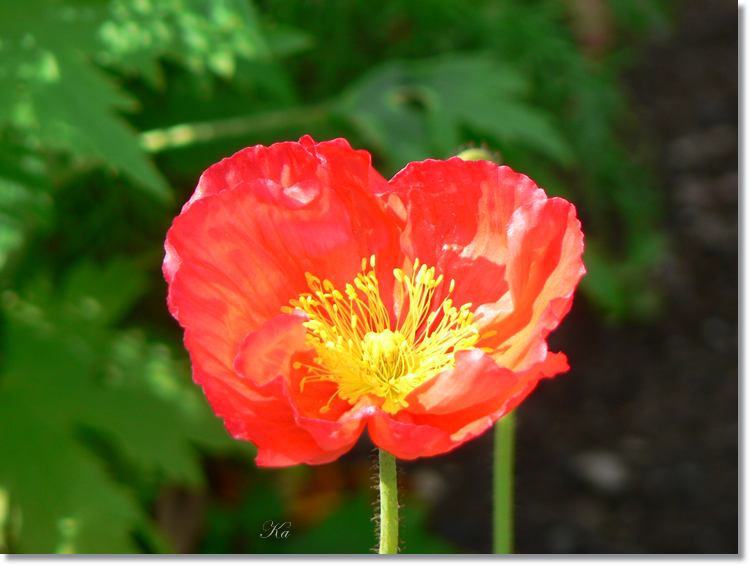 Flower 01-02-14 261.jpg
