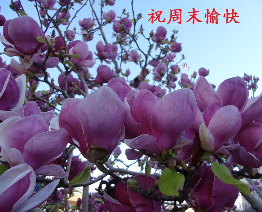 DSC08512-dz-3.jpg