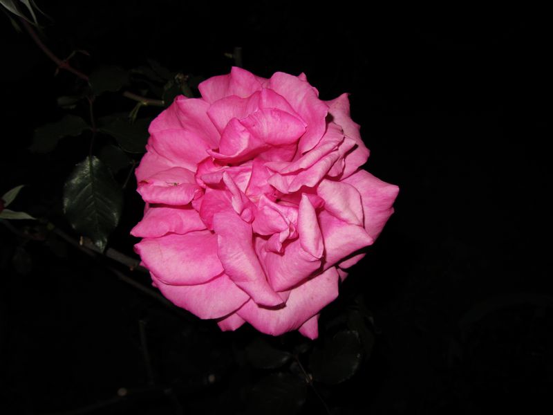 IMG_1073.jpg