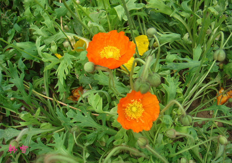 DSC04751_.jpg