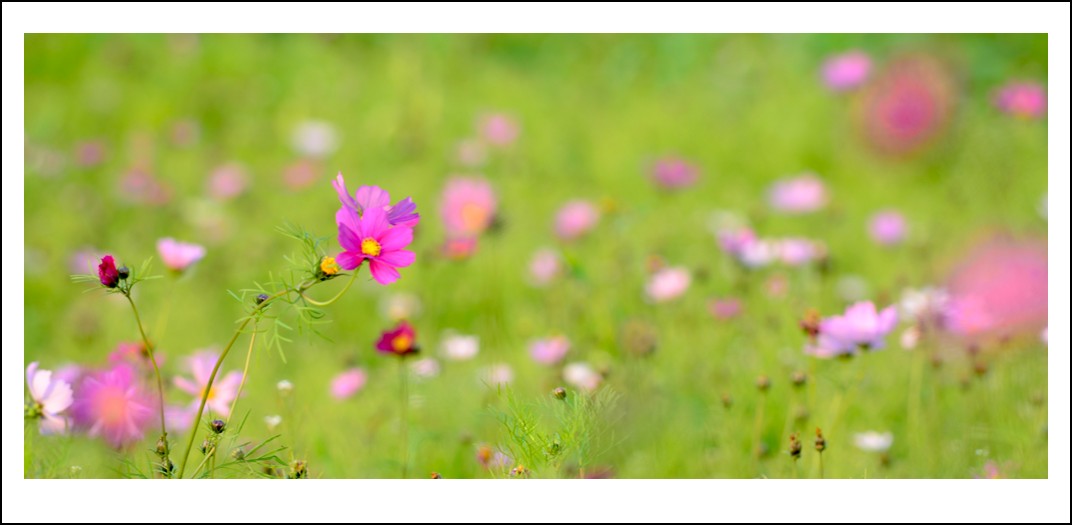 DSC_7475_conew1.jpg
