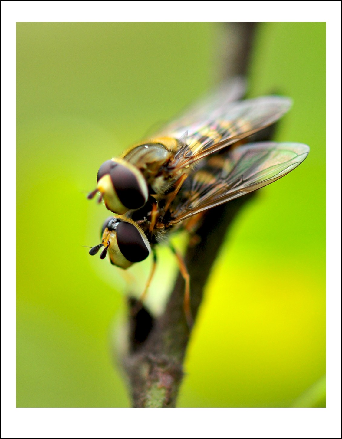 DSC_2549_conew1.jpg