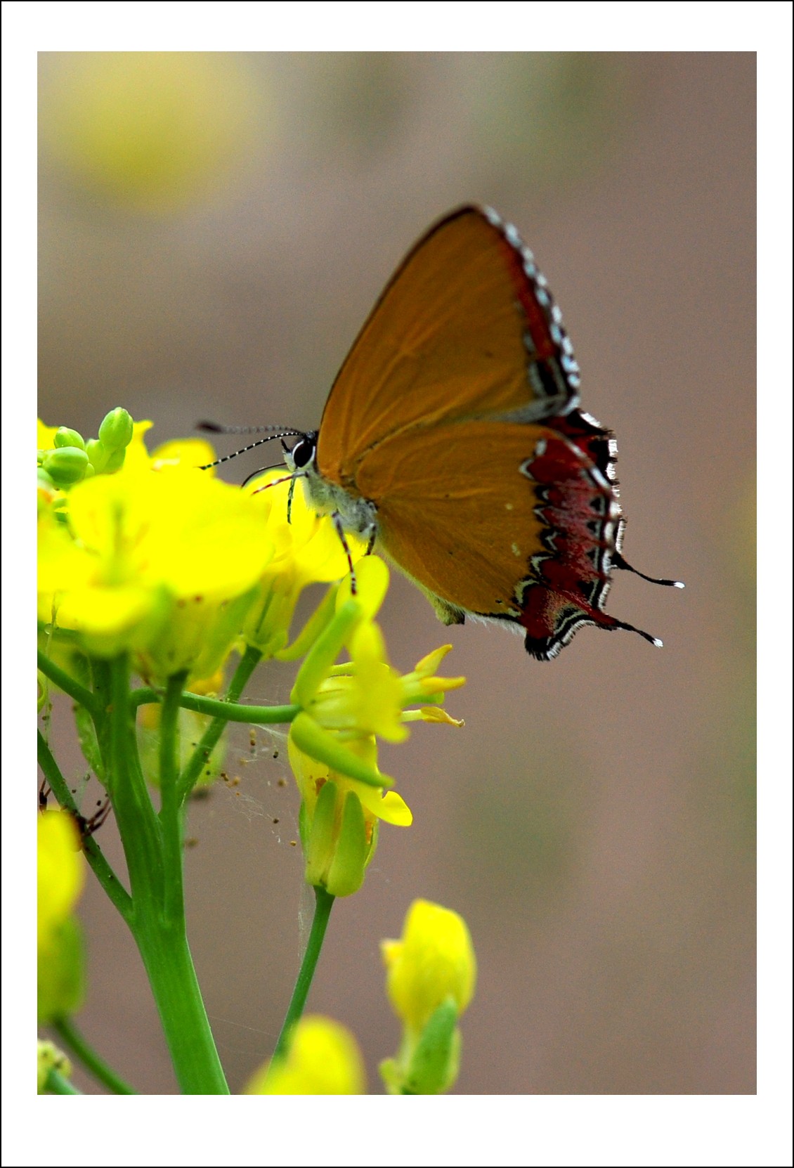 DSC_7182_conew1.jpg