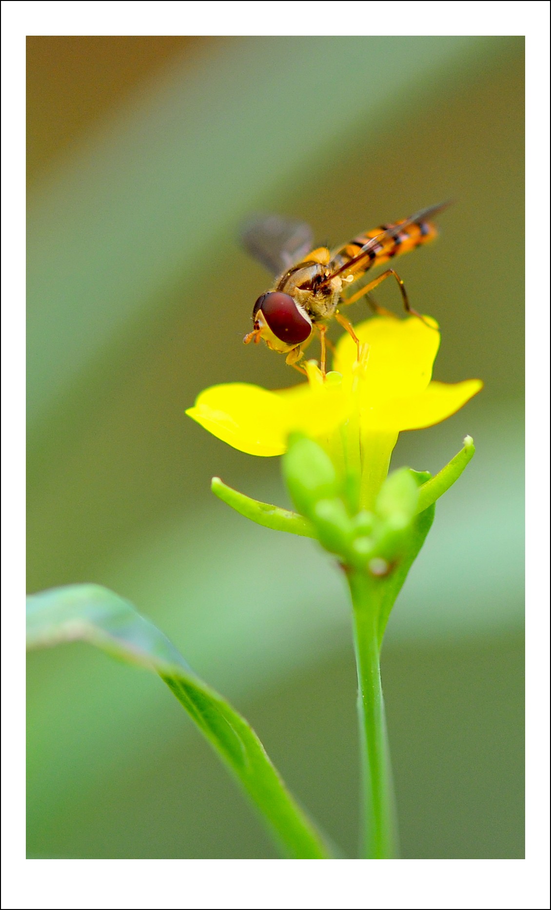DSC_5186_conew2.jpg
