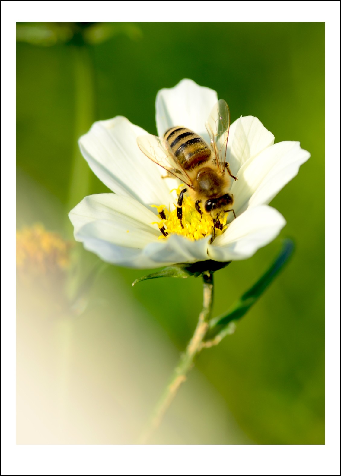DSC_7309_conew1.jpg