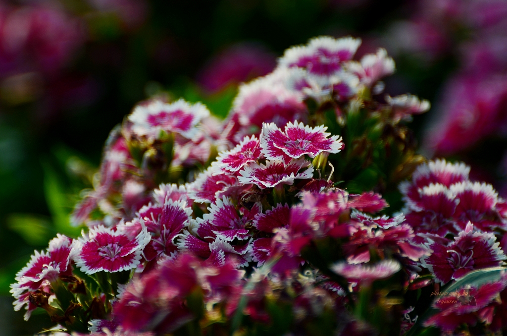 DSC_0846.JPG