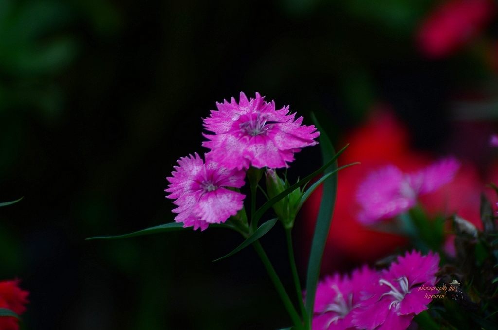 DSC_0255.JPG
