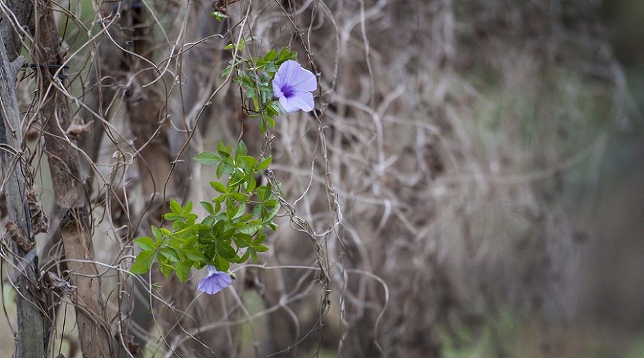DSC_6747.jpg
