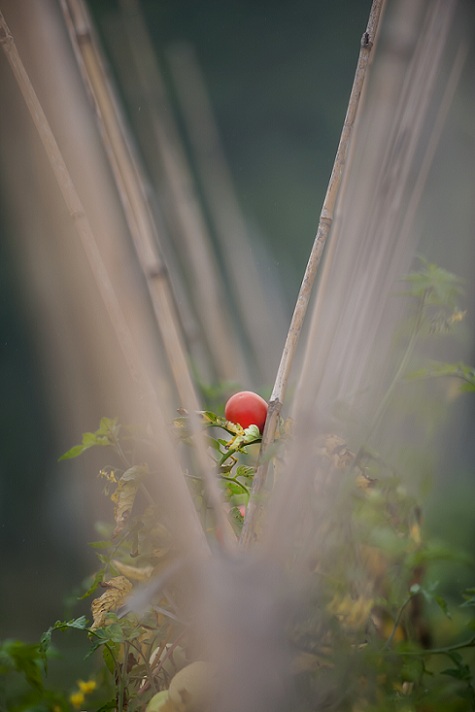 DSC_6419.jpg
