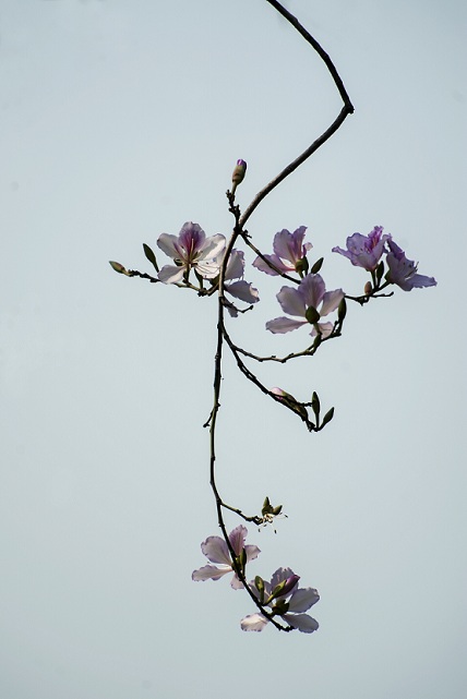 DSC_7958(1).jpg