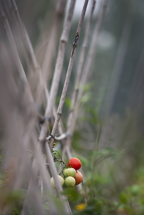 DSC_7425.jpg