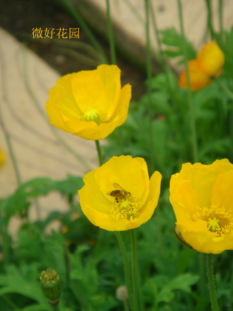 DSC08727_ת_.jpg