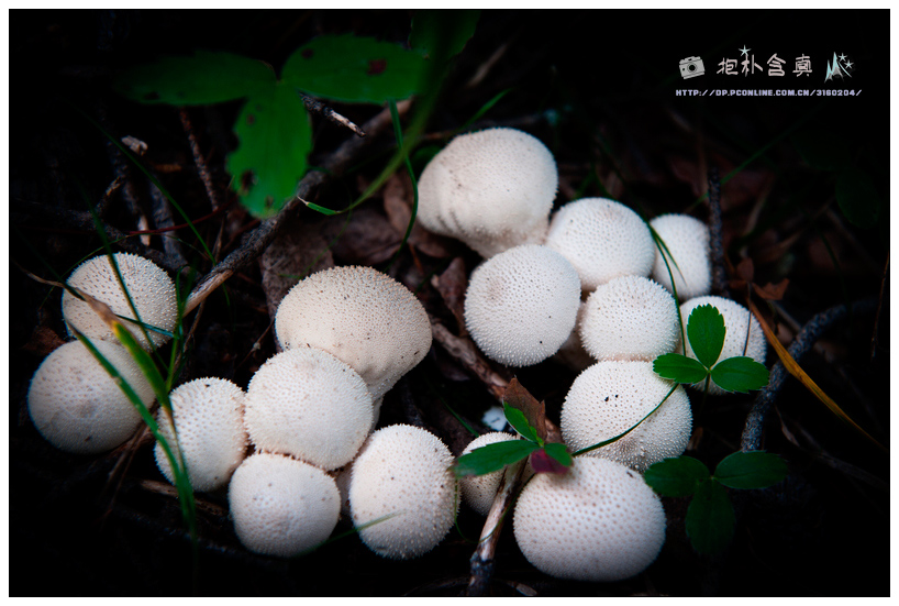 _DSC9075.jpg