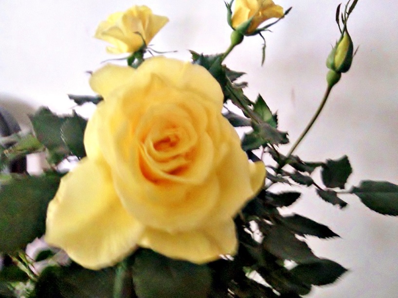 Ƭ-0008.jpg