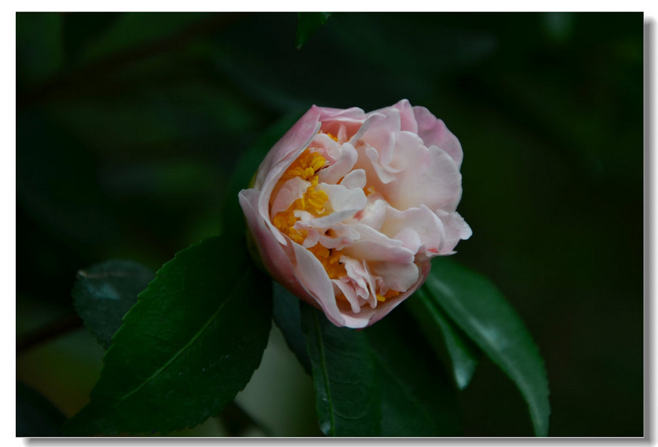 DSC_9090.jpg